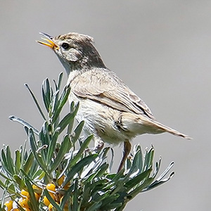 Booted Warbler